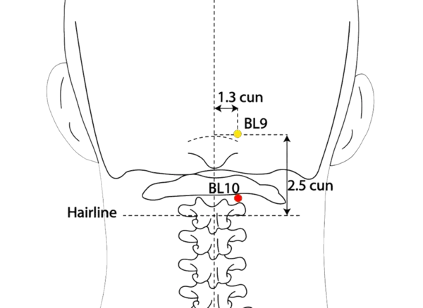 BL-10 - Celestial Pillar Acupoint Location illustration for 1.3 cun lateral to the midline, in the depression on the lateral aspect of the trapezius muscle, on the level of the upper border of the spinous process of C2.