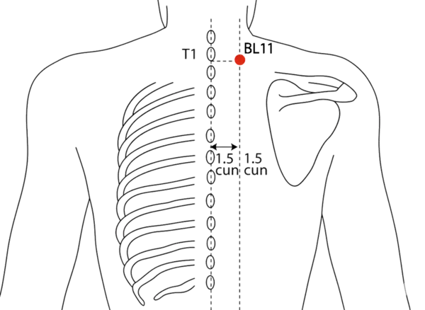 BL-11 - Great Shuttle Acupoint Location illustration for 1.5 cun lateral to the lower border of the spinous process of T1 (first thoracic vertebra).