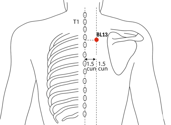 BL-13 - Lung Shu Acupoint Location illustration for 1.5 cun lateral to the lower border of the spinous process of T3 (third thoracic vertebra).