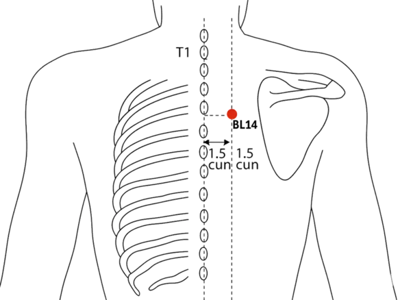 BL-14 - Pericardium Shu Acupoint Location illustration for 1.5 cun lateral to the lower border of the spinous process of T4 (fourth thoracic vertebra).