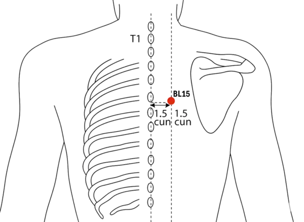 Location illustration for 1.5 cun lateral to the lower border of the spinous process of T5 (fifth thoracic vertebra).