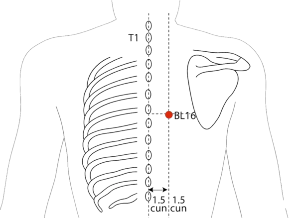 BL-16 - Governor Shu Acupoint Location illustration for 1.5 cun lateral to the lower border of the spinous process of T6 (sixth thoracic vertebra).