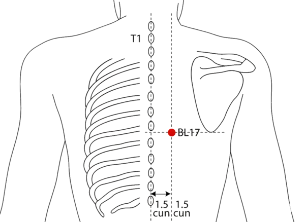 Location illustration for 1.5 cun lateral to the lower border of the spinous process of T7 (seventh thoracic vertebra).