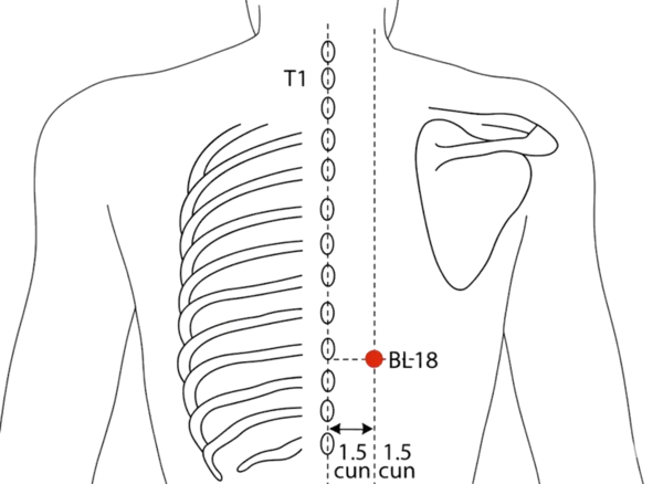 BL-18 - Liver Shu Acupoint Location illustration for 1.5 cun lateral to the lower border of the spinous process of T9 (ninth thoracic vertebra).