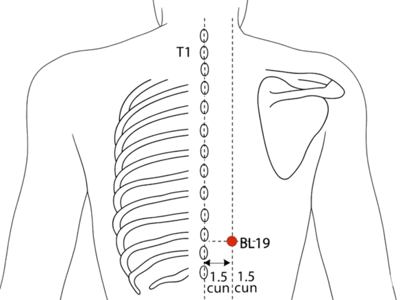 BL-19 - Gall Bladder Shu Acupoint Location illustration for 1.5 cun lateral to the lower border of the spinous process of T10 (tenth thoracic vertebra).