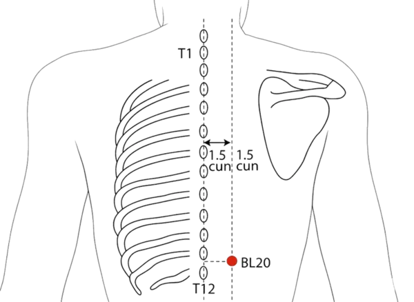 Location illustration for 1.5 cun lateral to the lower border of the spinous process of T11 (eleventh thoracic vertebra).
