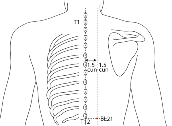 BL-21 - Stomach Shu Acupoint Location illustration for 1.5 cun lateral to the lower border of the spinous process of T12 (twelfth thoracic vertebra).