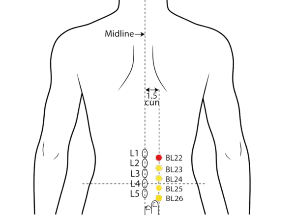 BL-22 - Triple Burner Shu Acupoint Location illustration for 1.5 cun lateral to the lower border of the spinous process of L1 (first lumbar vertebra).
