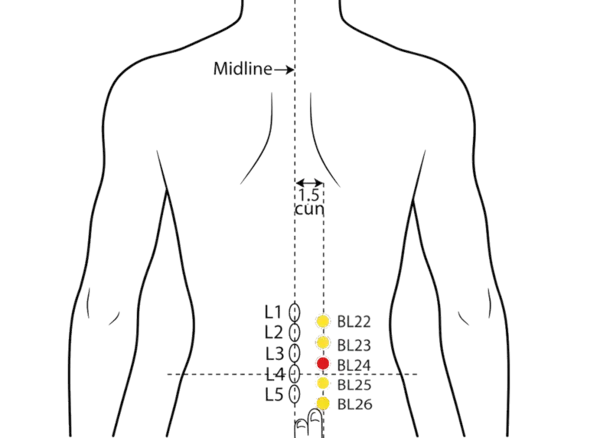 Location illustration for 1.5 cun lateral to the lower border of the spinous process of L3 (third lumbar vertebra).