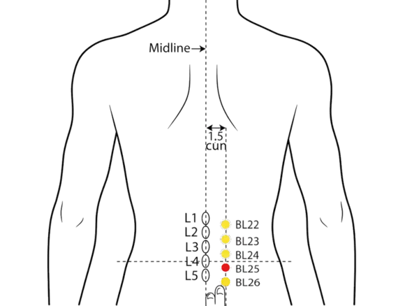 BL-25 - Large Intestine Shu Acupoint Location illustration for 1.5 cun lateral to the lower border of the spinous process of L4 (fourth lumbar vertebra).