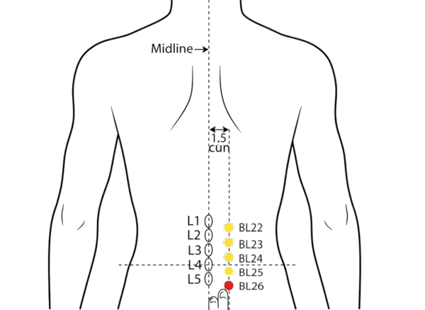 BL-26 - Gate of Origin Shu Acupoint Location illustration for 1.5 cun lateral to the lower border of the spinous process of L5 (fifth lumbar vertebra).