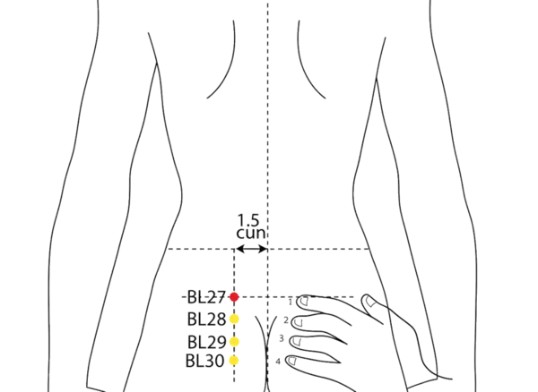 Location illustration for 1.5 cun lateral to the first posterior sacral foramen (S1).