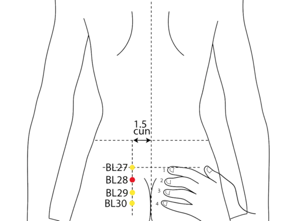 BL-28 - Bladder Shu Acupoint Location illustration for 1.5 cun lateral to the second posterior sacral foramen (S2).