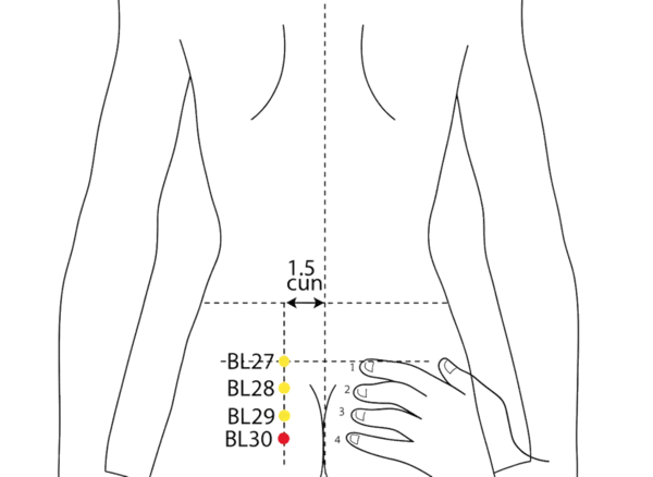 BL-30 - White Ring Shu Acupoint Location illustration for 1.5 cun lateral to the fourth posterior sacral foramen (S4).