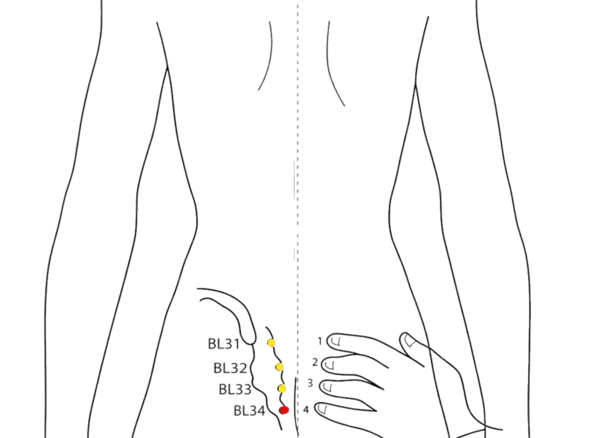 BL-34 - Lower Crevice Acupoint Location illustration for Over the fourth posterior sacral foramen (S4).