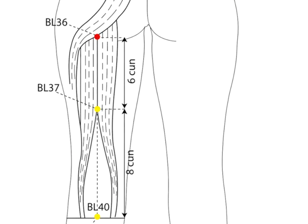 Location illustration for In the center of the gluteal fold.