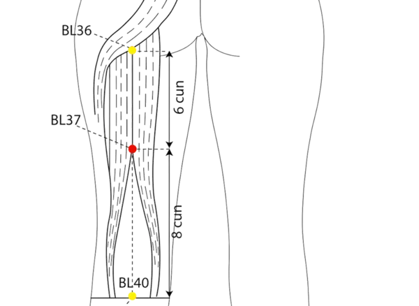 BL-37 - Gate of Abundance Acupoint Location illustration for 6 cun below BL-36, on the line connecting BL-36 and BL-40.