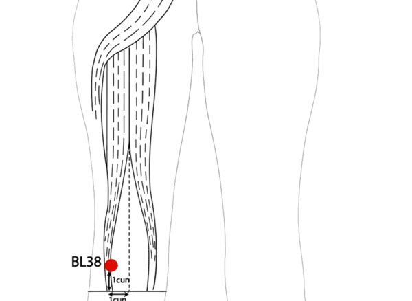 Location illustration for 1 cun above BL-39, on the medial side of the tendon of biceps femoris.