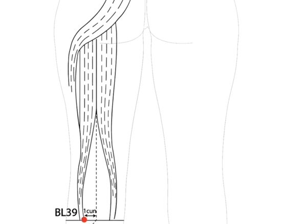 Location illustration for On the popliteal crease, lateral to BL-40, medial to the tendon of biceps femoris.