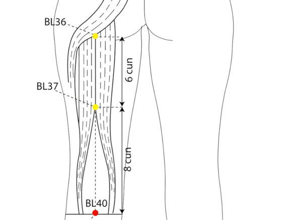 BL-40 - Middle of the Crook Acupoint Location illustration for At the midpoint of the popliteal crease, between the tendons of biceps femoris and semitendinosus.
