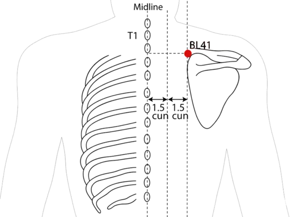 BL-41 - Attached Branch Acupoint Location illustration for 3 cun lateral to the lower border of the spinous process of T2 (second thoracic vertebra), level with BL-12.