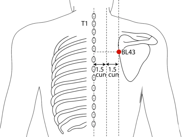 BL-43 - Vital Region Shu Acupoint Location illustration for 3 cun lateral to the lower border of the spinous process of T4 (fourth thoracic vertebra), level with BL-14.