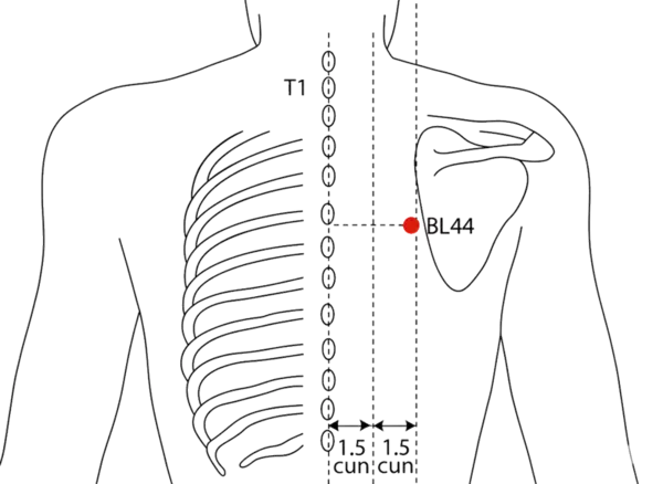 BL-44 - Hall of the Shen Acupoint Location illustration for 3 cun lateral to the lower border of the spinous process of T5 (fifth thoracic vertebra), level with BL-15.