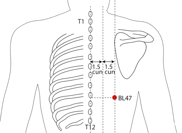 BL-47 - Gate of the Hun Acupoint Location illustration for 3 cun lateral to the lower border of the spinous process of T9 (ninth thoracic vertebra), level with BL-18.