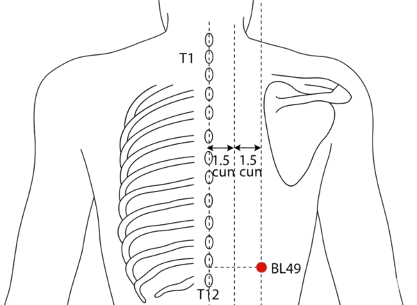 Location illustration for 3 cun lateral to the lower border of the spinous process of T11 (eleventh thoracic vertebra), level with BL-20.