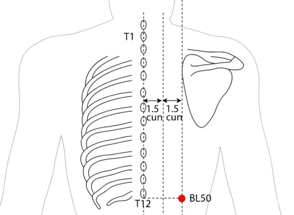Location illustration for 3 cun lateral to the lower border of the spinous process of T12 (twelfth thoracic vertebra), level with BL-21.