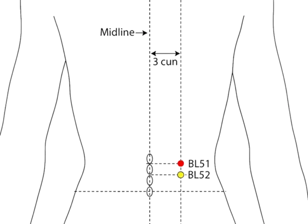 BL-51 - Vitals Gate Acupoint Location illustration for 3 cun lateral to the lower border of the spinous process of T12 (twelfth thoracic vertebra), level with BL-21.