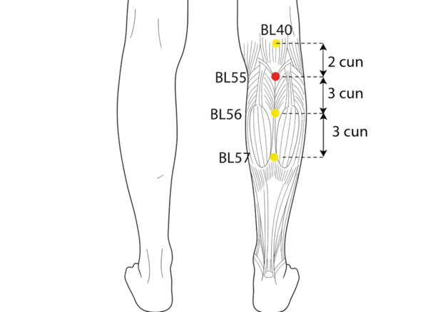 BL-55 - Yang Union Acupoint Location illustration for 2 cun directly below BL-40, between the two heads of the gastrocnemius muscle.