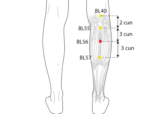 Location illustration for 5 cun below BL-40, on the line connecting BL-40 and BL-57, in the center of the belly of the gastrocnemius muscle.
