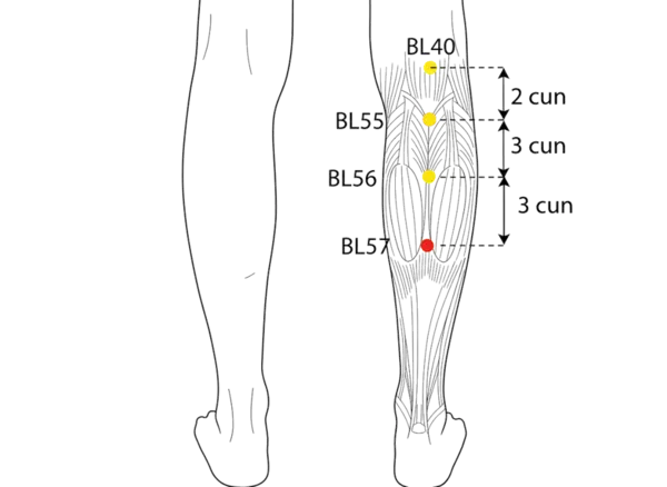 BL-57 - Support the Mountain Acupoint Location illustration for On the posterior midline of the leg, between BL-56 and BL-58, in the depression formed below the gastrocnemius muscle belly when the leg is flexed.