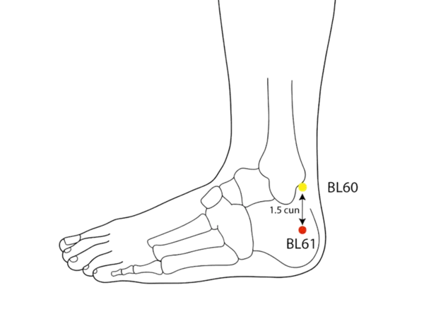 BL-61 - Servant's Respect Acupoint Location illustration for 1.5 cun inferior to BL-60, in the depression on the calcaneus, lateral to the Achilles tendon.
