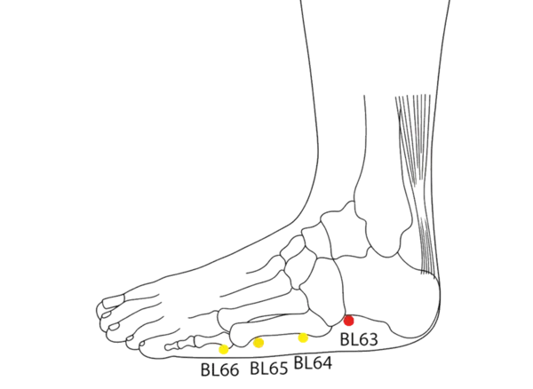 Location illustration for On the lateral side of the foot, in the depression posterior to the tuberosity of the fifth metatarsal bone.