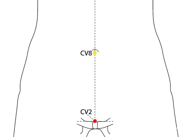 CV-2 - Curved Bone Acupoint Location illustration for On the midline of the lower abdomen, at the superior border of the pubic symphysis.