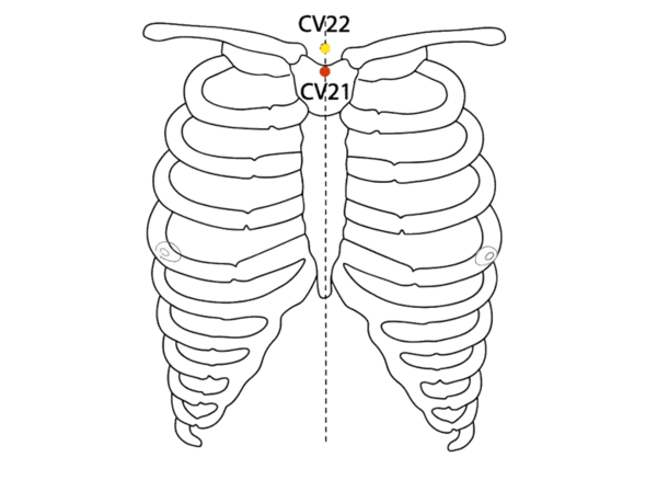 Location illustration for On the anterior midline of the chest, just below the suprasternal notch.