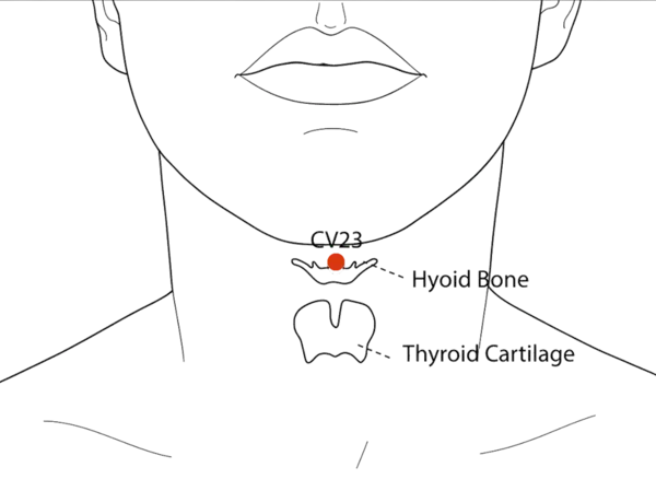 CV-23 - Corner Spring Acupoint Location illustration for On the anterior midline, above the Adam's apple, in the depression above the hyoid bone.