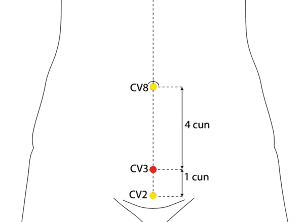 CV-3 - Middle Pole Acupoint Location illustration for On the midline of the lower abdomen, 4 cun below the umbilicus and 1 cun above the pubic symphysis.