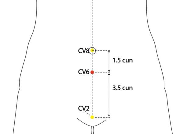 CV-6 - Sea of Qi Acupoint Location illustration for On the midline of the lower abdomen, 1.5 cun below the umbilicus.