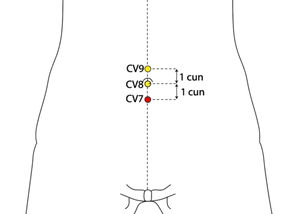 CV-7 - Yin Intersection Acupoint Location illustration for On the midline of the lower abdomen, 1 cun below the umbilicus.