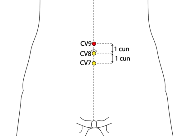 Location illustration for On the midline of the abdomen, 1 cun above the umbilicus.
