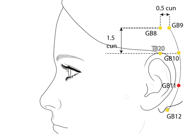 GB-11 - Yin Linking Acupoint Location illustration for In the depression posterior to the ear, midway between GB-10 and GB-12.