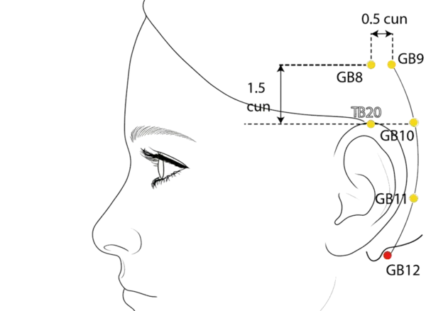 GB-12 - Completion Bone Acupoint Location illustration for Behind the ear, just below the mastoid process.