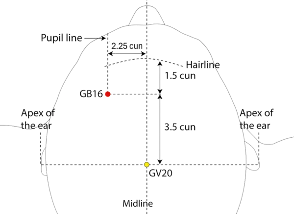 GB-16 - Window of the Eye Acupoint Location illustration for On the scalp, posterior to GB-15, in line with the pupil.