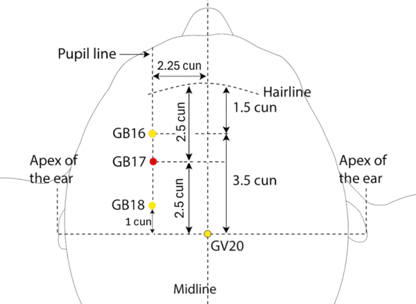GB-17 - Upright Nutrition Acupoint Location illustration for On the scalp, posterior to GB-16, in line with the pupil.