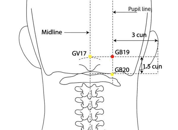 GB-19 - Brain Hollow Acupoint Location illustration for On the occiput, 1.5 cun lateral to the midline, level with GV-17.