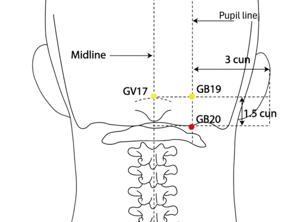 GB-20 - Wind Pool Acupoint Location illustration for At the base of the skull, lateral to the midline, in the hollow between neck muscles.