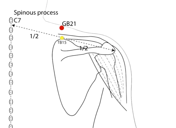 GB-21 - Shoulder Well Acupoint Location illustration for On the shoulder, directly above the apex of the trapezius muscle.